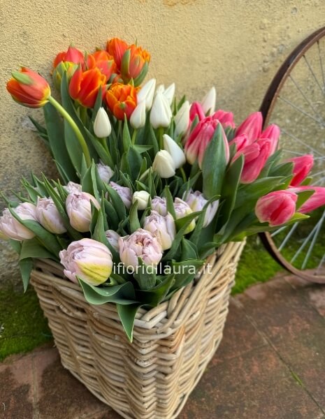 Tulipani a colore o mix