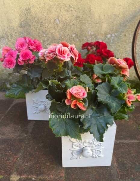 Pianta begonia diametro 15 con cassetta in legno
