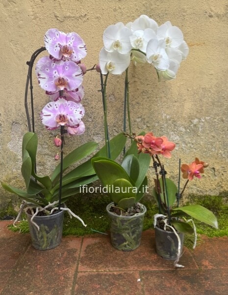 Orchidea piccola vaso diametro 10 + VASO BASICO