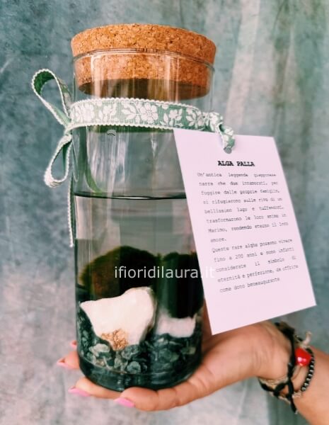 Marimo altezza 20cmt - 2 alghe