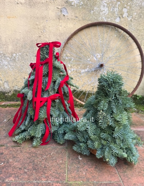 Alberino di abete fresco 