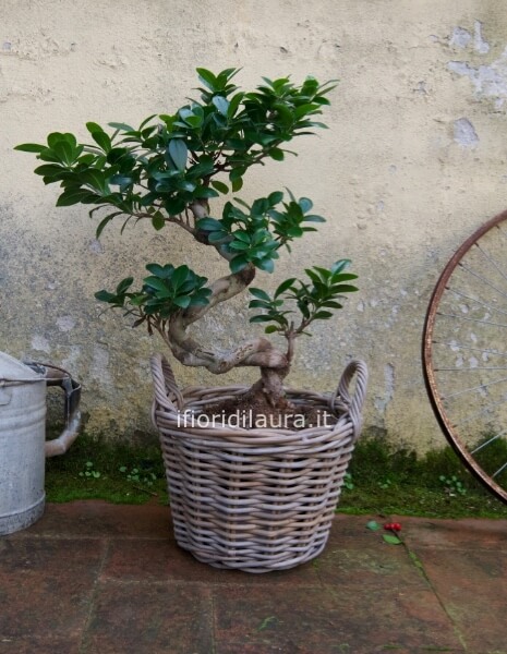 cesto in legno con mini albero