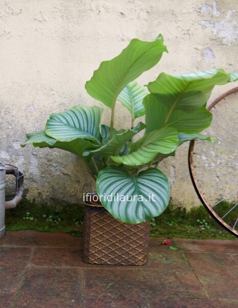 pianta alocasia e vaso in latta