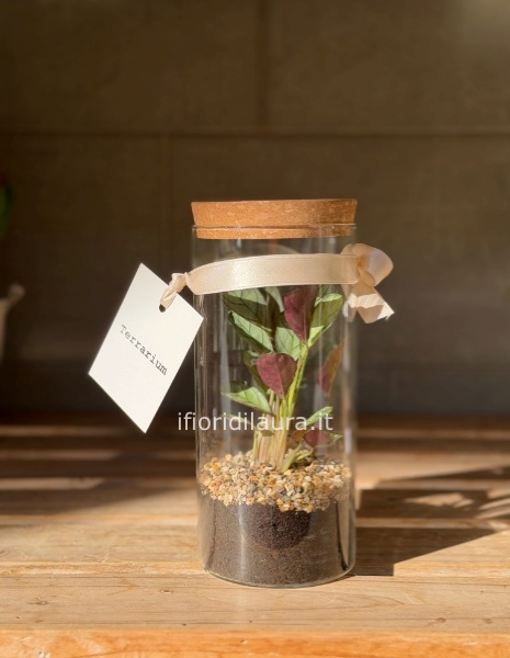 piccola pianta racchiusa racchiusa in un vaso trasparente