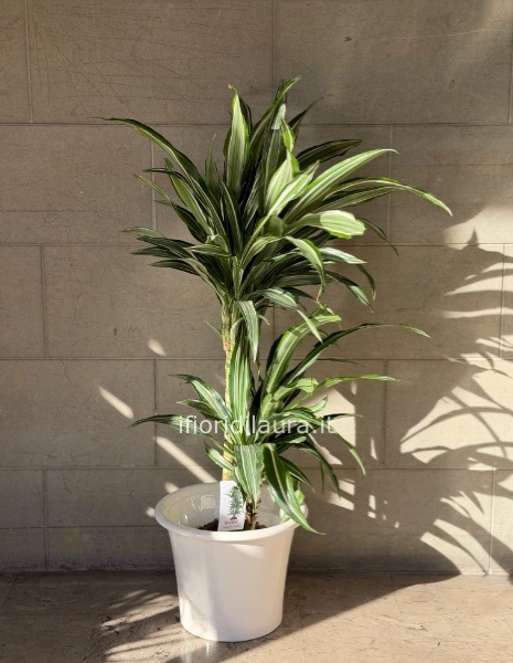 Pianta Dracena Ulisse
