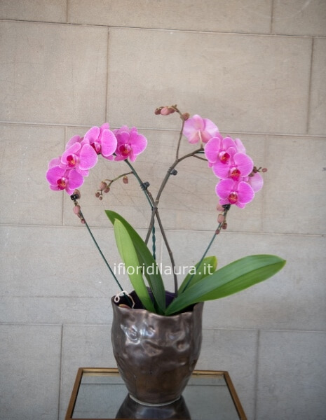 vaso con orchidea a forma di cuore 