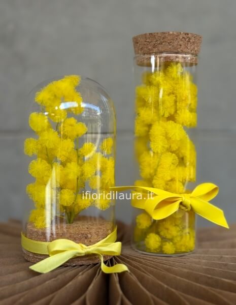 mimosa piccola in vetro